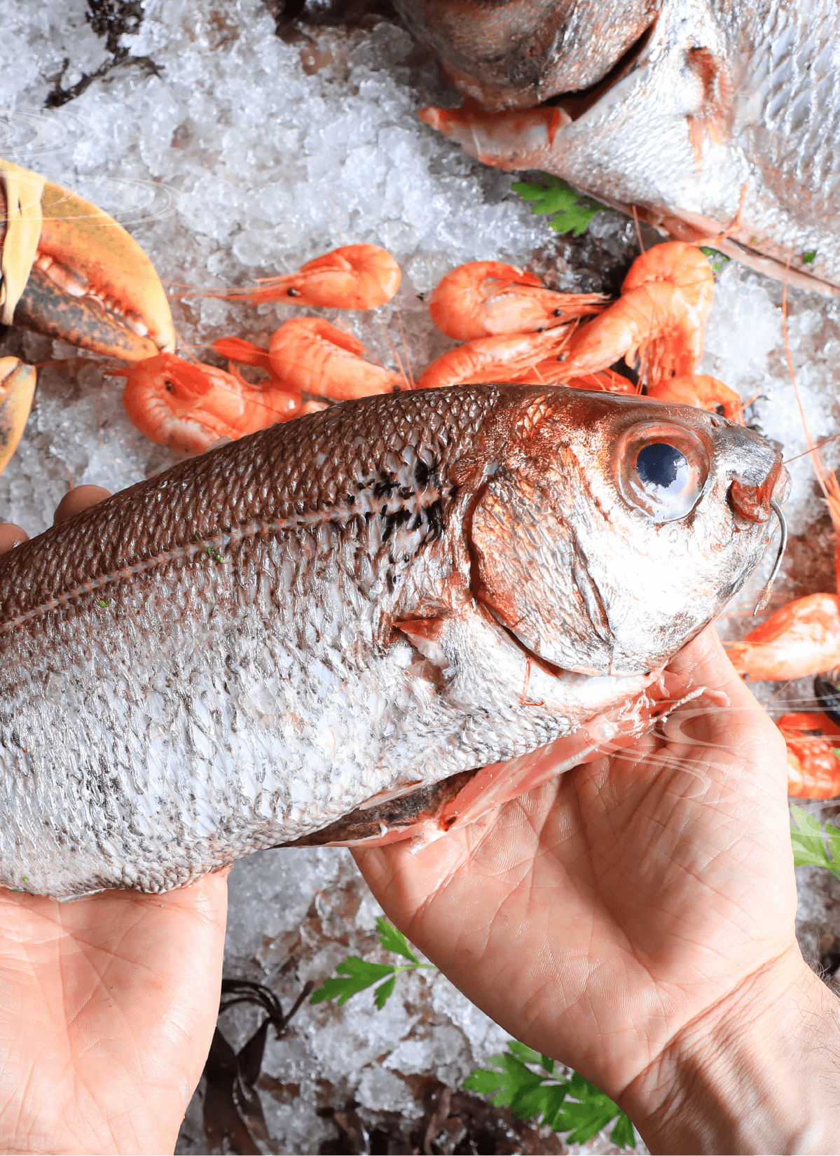 瀬戸内海の高級魚をあなたのお店に。